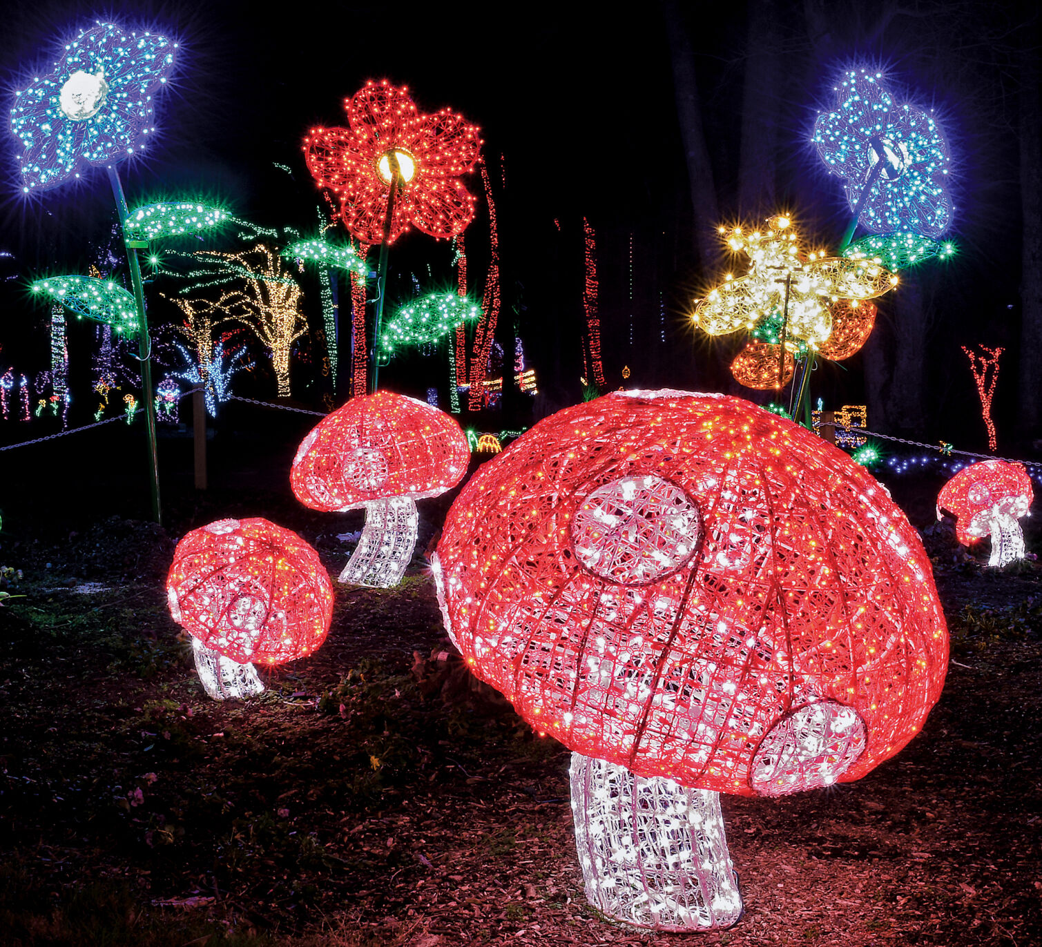 Winter Walk of Light 2020 7